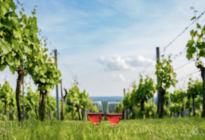 Was wünschen sich die WeintouristInnen im Burgenland?  