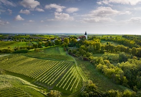 Weinreise ins Weinviertel: Was tut sich im Veltlinerland?