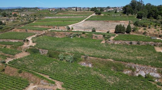 Genie&szlig;erei MASTERCLASS CMWines, Dao, Portugal